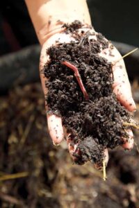 Step-by-Step Vermicomposting Image